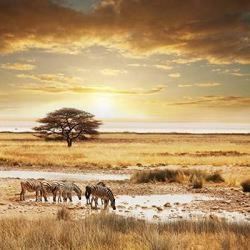 Africa 