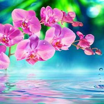 Orchid in Zen Garden  