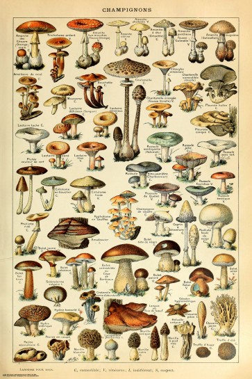 Champignon Pour Tous