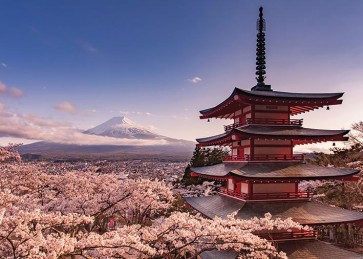Mount Fuji - Blossom