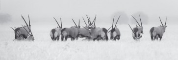 Herd - Wildlife