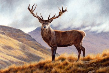 Deer - Mountain Morning