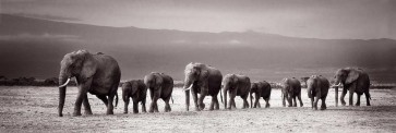Elephants - Line