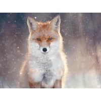Fox - Glowing in the Snowstorm