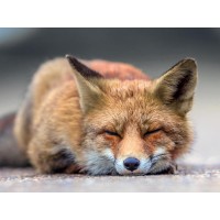 Fox - Nap time