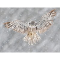 Owl - Flying - Winter Scene