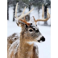 Deer - Virgina - Winter
