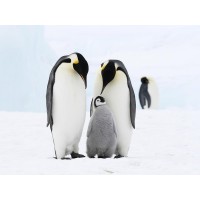 Penguin - Family