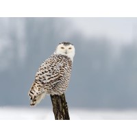 Owl - Sitting On Tree Trunk In Winter Scene