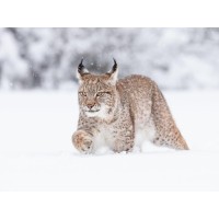 Lynx - Walking Through Snow