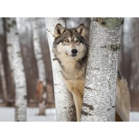 Wolf - Peeping Through Trees