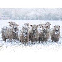Sheep - On Winter Field