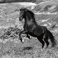 Jorge Llovet - Island Horse