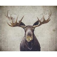 Moose  