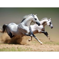 Horses - White