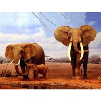Elephants  