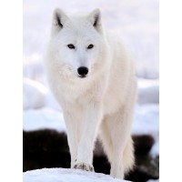 White Wolf  