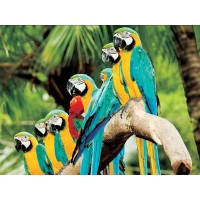 Parrots  