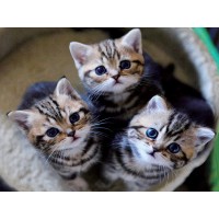 Three Cats in a Basket  