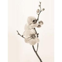 Orchids in Sepia Tones  