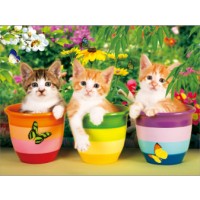 Kittens In Tea Cups