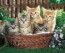 Cats in a Basket